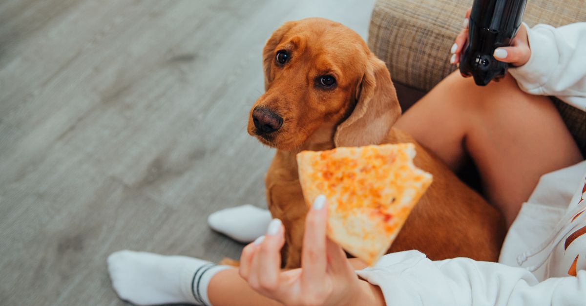 cachorro olhando para um pedaço de pizza que seu dono está segurando, pensando nos alimentos que os cães podem e não podem consumir