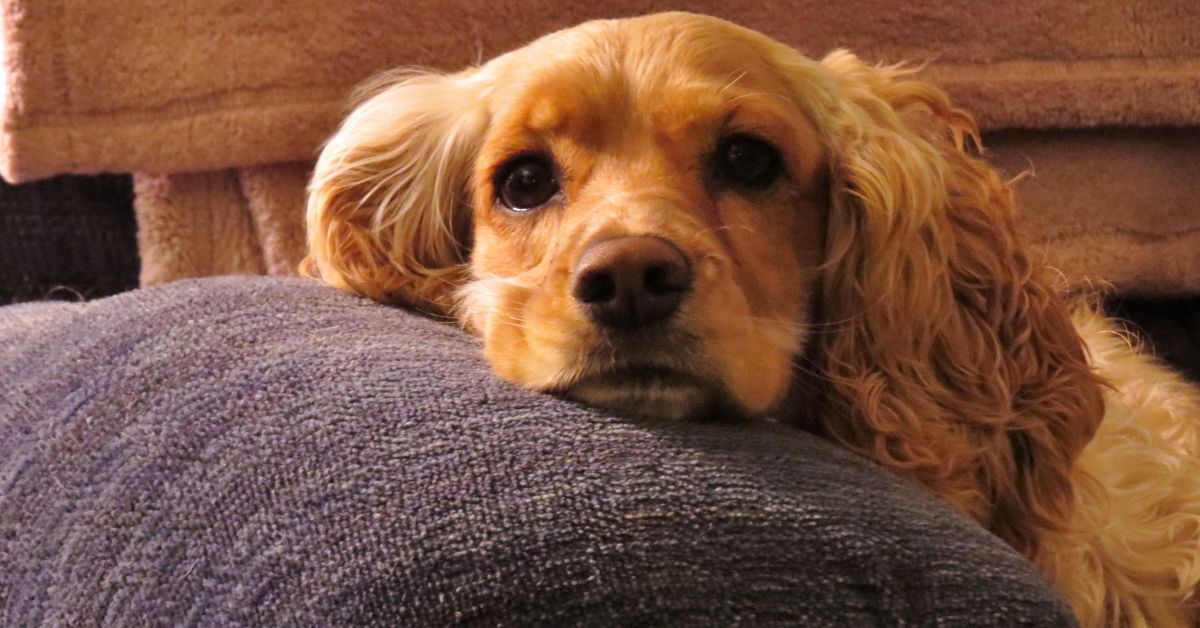 cachorro marrom deitado com a cabeça em uma almofada demonstrando ansiedade no pet