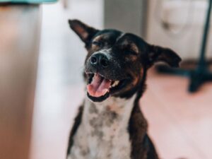 cachorro ficando feliz ao ver seu dono chegar