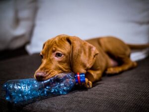 Cachorro marrom, mordendo uma garrafa em um ambiente enriquecido.