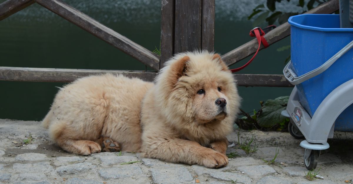 Cachorro branco deitado sobre a calçada em ambiente enriquecido