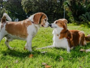 Dois cachorros de cor branca com marrom socializando na grama. 