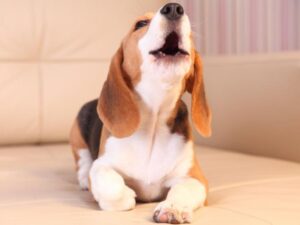 cachorro marrom e branco, uivando em cima de um sofá
