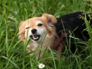 cachorro marrom e preto, comendo grama trazendo o questionamento se esse comportamento é normal ou não 