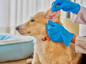 Mão de um veterinário examinando um cachorro e tendo cuidados com pets idosos, 