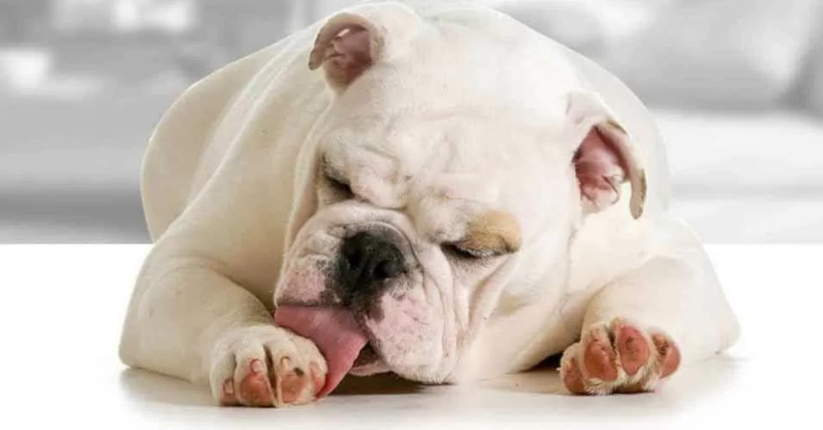 cachorro branco deitado no chão, lambendo a pata sinalizando comportamento normal ou não