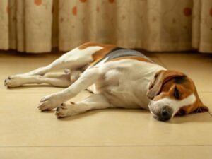 cachorro marrom e branco, deitado no chão, dormindo e sonhando, questionando se esse comportamento é normal ou não 