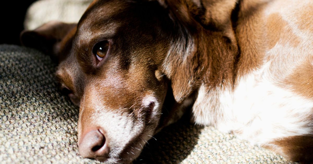 Cão marrom idoso deitado para ter cuidados