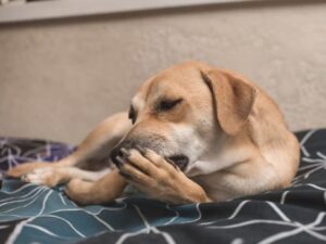 cachorro marrom claro, deitado em um pano azul, lambendo a pata
