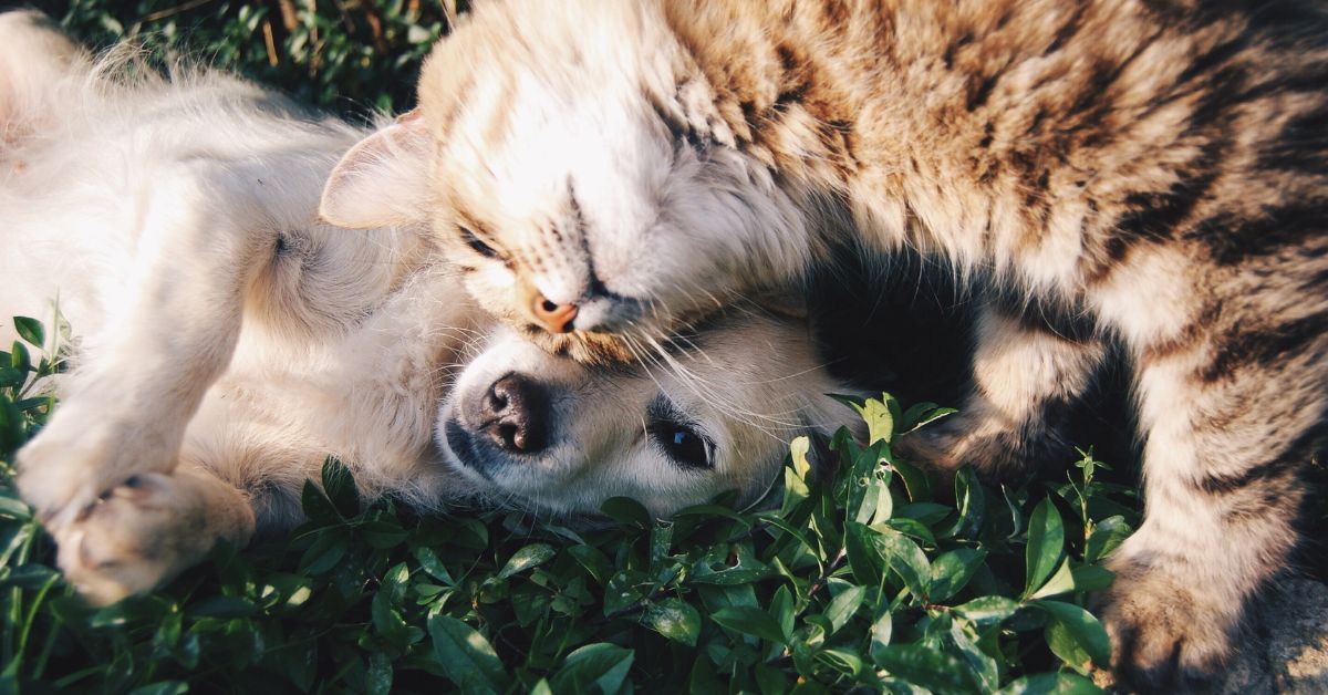 Um cachorro e um gato deitado na grama socializando pacificamente.