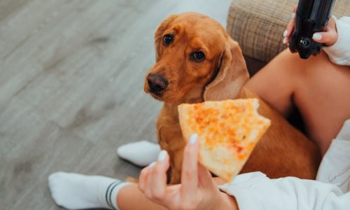Cuidado: Alimentos Que Os Pets Podem e Não Podem Consumir!