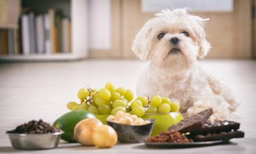 Alimentos que os pets podem e não podem consumir