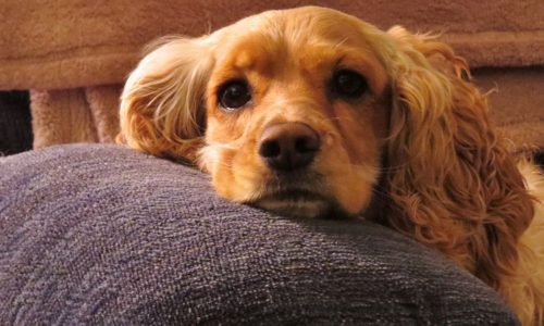 Ansiedade no Pet? Saiba como identificar e agir!