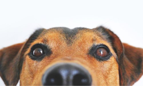 Por Que os Cachorros Ficam Felizes Quando Chegamos?