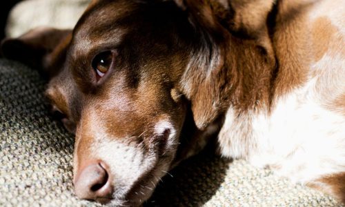 Cuidados Com Pets Idosos: O Que Você Precisa Saber Urgente!