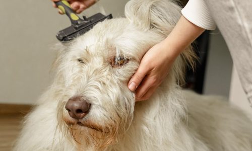 Rotina De Cuidados Com Seu Pet Em 5 Minutos Por Dia
