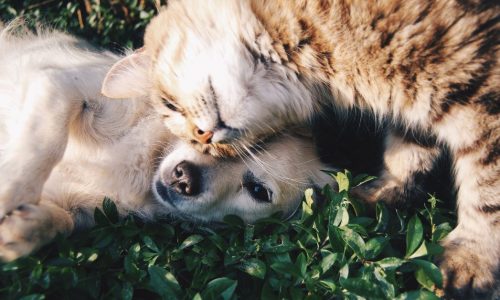 Como Socializar seu Pet com Animais e Pessoas: Dicas Práticas!